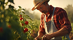 Senior farmer working. Harvesting vegetables or tomato at local farm.