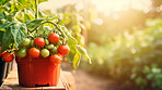 Tomato plant in pot. Fresh bunch of tomatoes on branch in organic vegetable garden