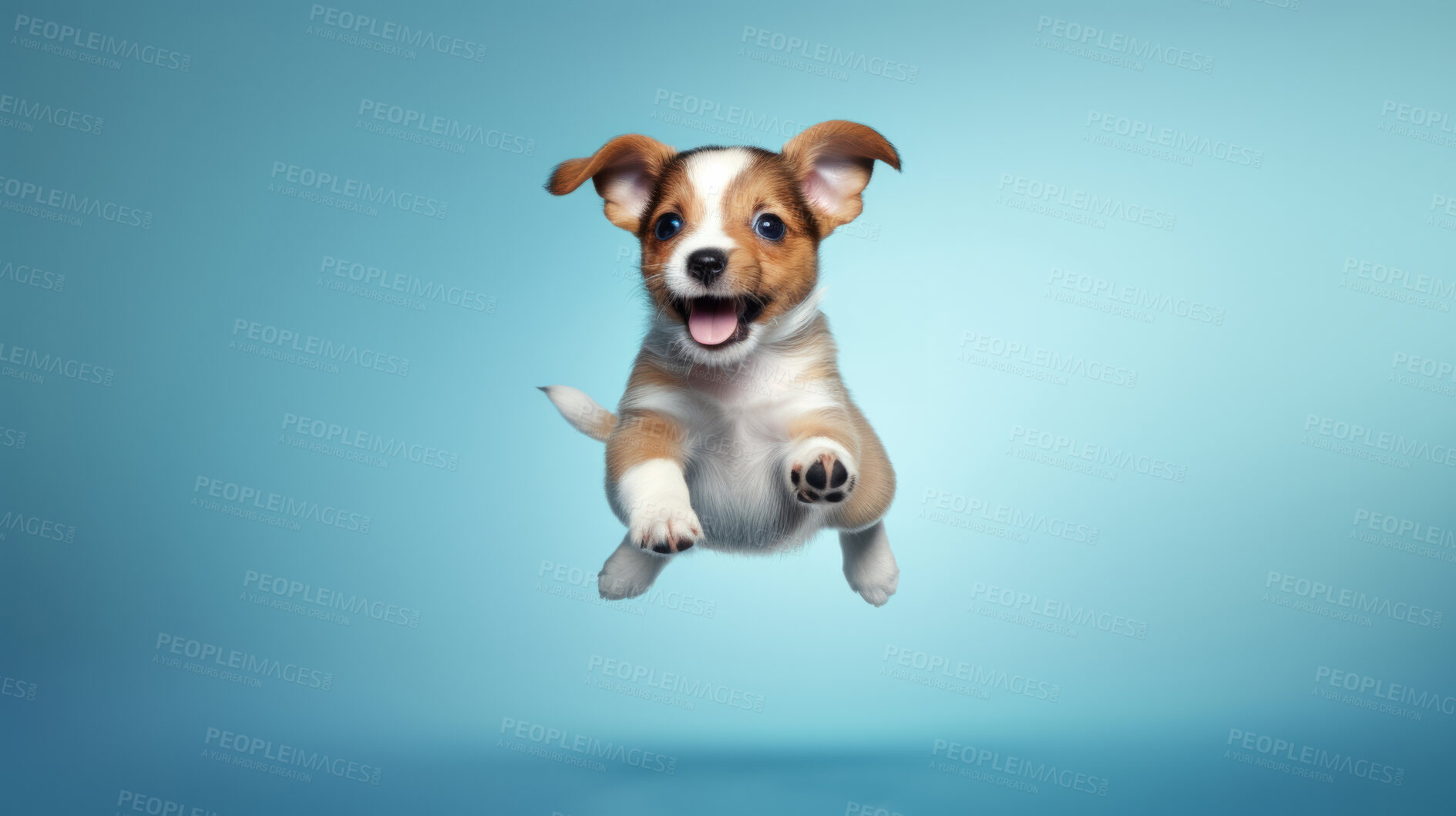 Buy stock photo Portrait of jumping happy dog. Leaping excited pose on flat blue background