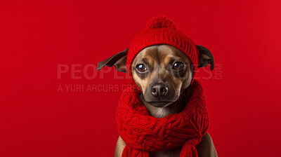 Buy stock photo Dog wearing beanie cap and scarf. Portrait of pet dressed for autumn or winter