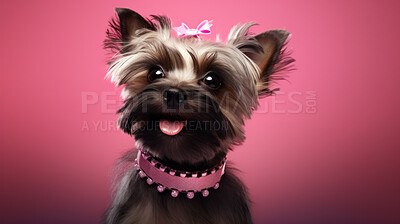 Portrait of a yorkie wearing accessories. Groomed dog posing against pink background