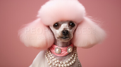 Portrait of a poodle wearing accessories. Groomed dog with pink hair
