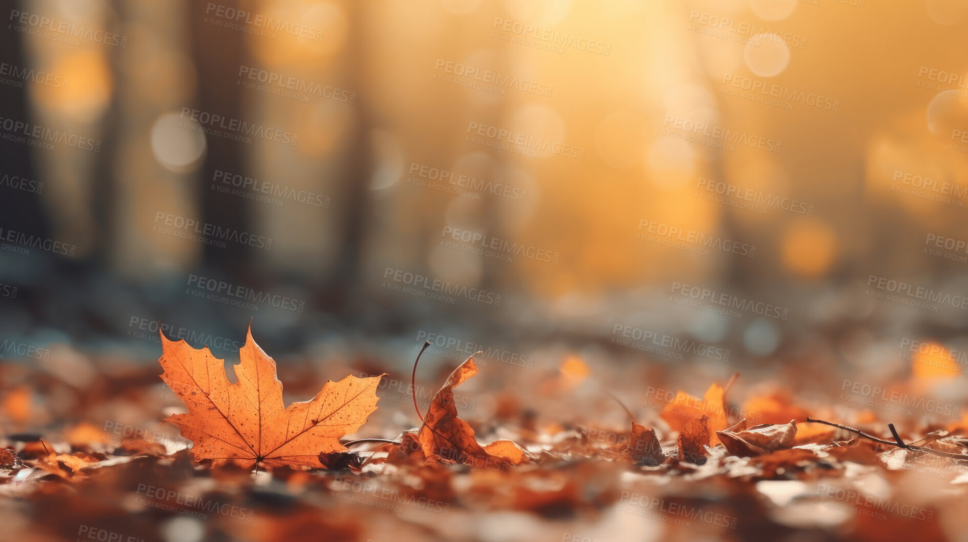 Buy stock photo Beautiful maple orange leaves in autumn season. Autumn colorful bright background