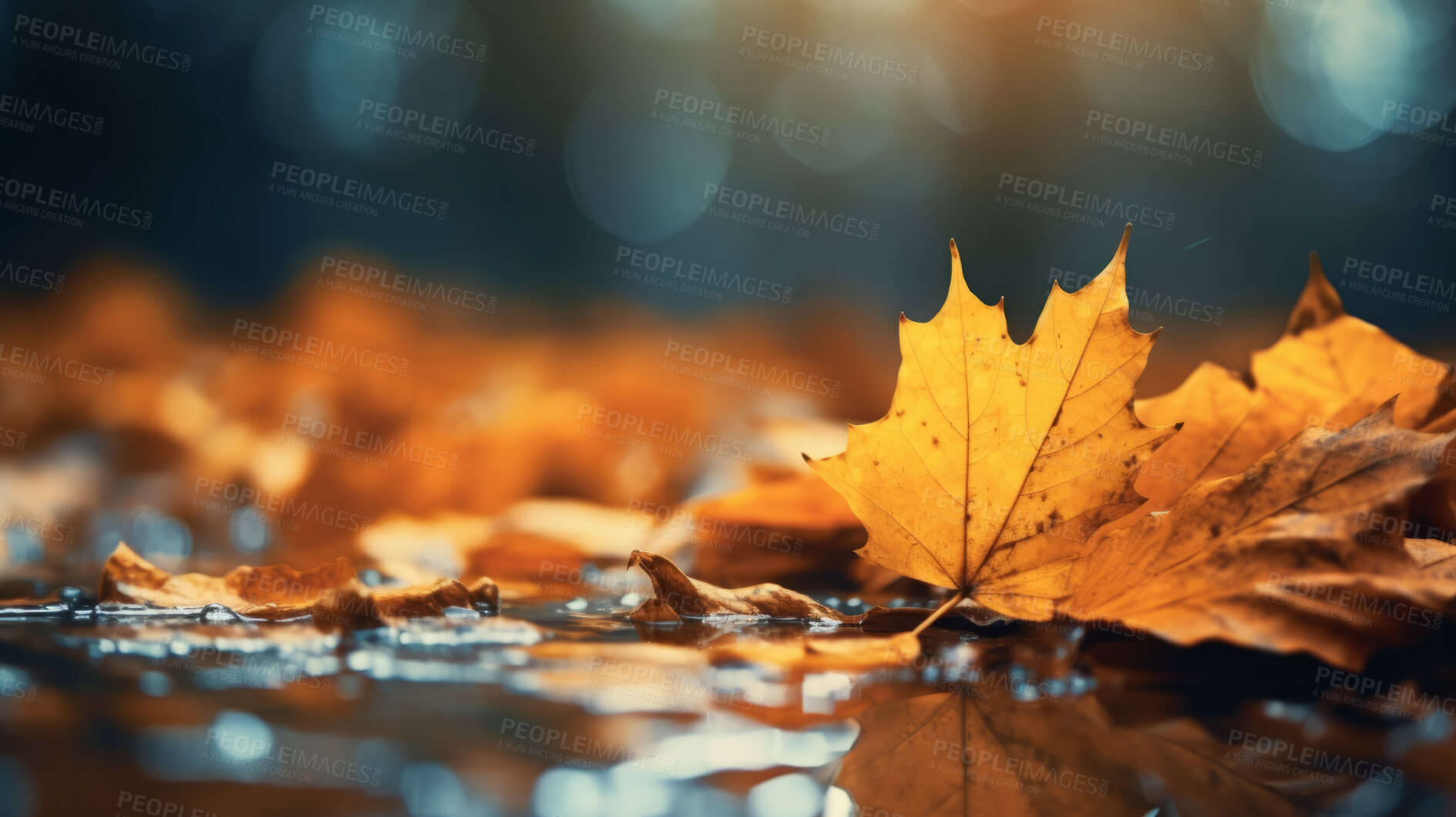 Buy stock photo Beautiful maple orange leaves in autumn season. Autumn colorful bright background
