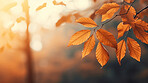 Beautiful maple orange leaves in autumn season. Autumn colorful bright background