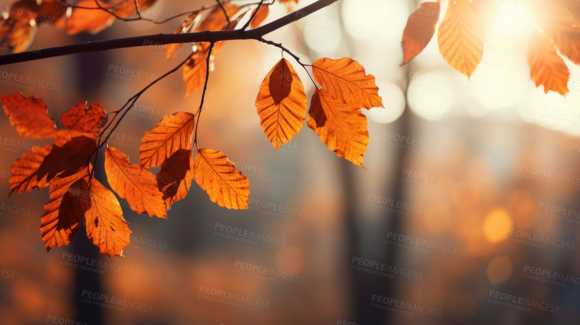 Buy stock photo Beautiful maple orange leaves in autumn season. Autumn colorful bright background