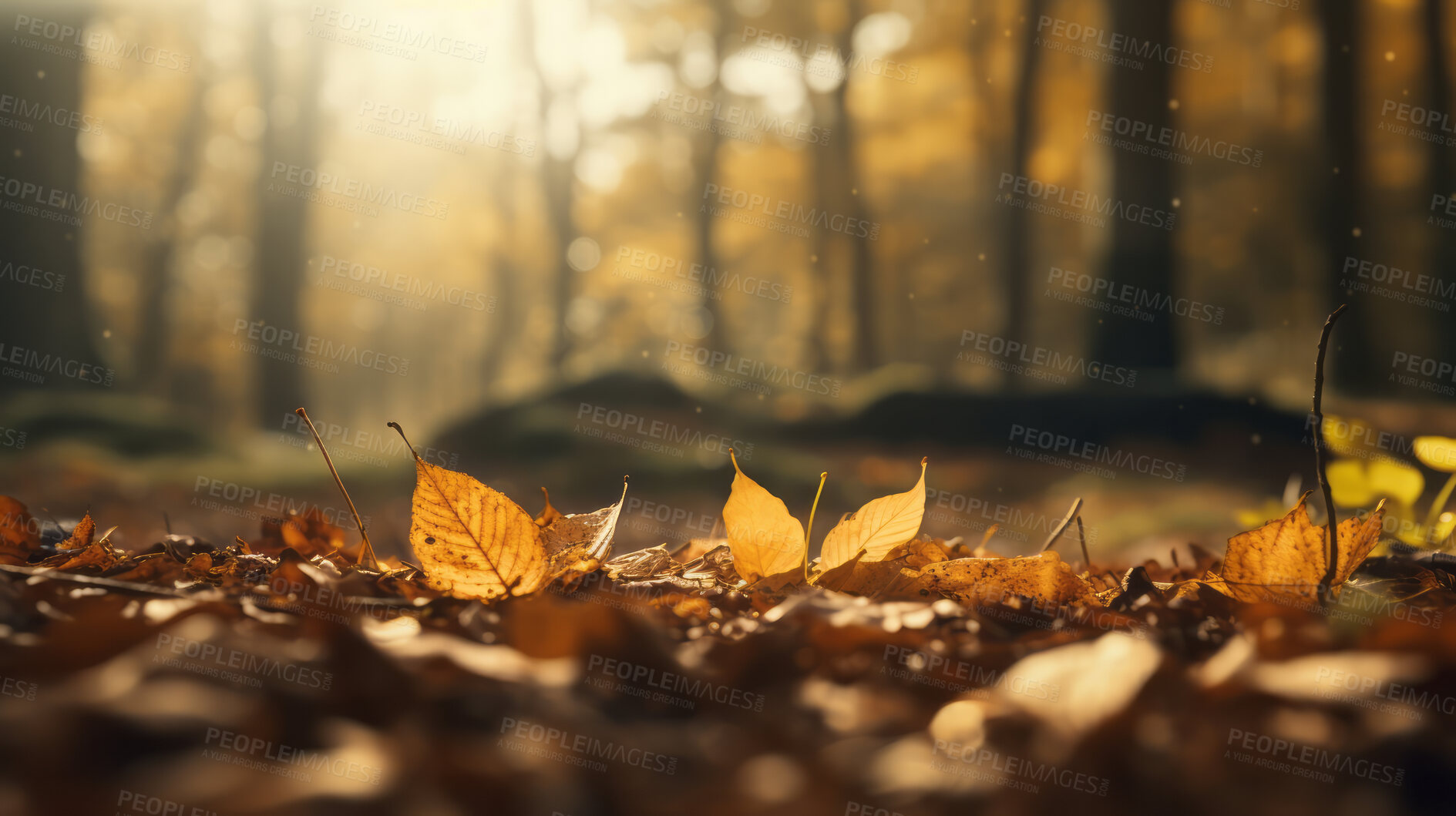 Buy stock photo Beautiful maple orange leaves in autumn season. Autumn colorful bright background