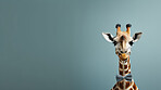 Giraffe wearing bow tie on blue background. Creative marketing campaign concept