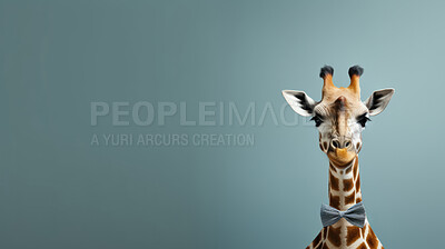 Giraffe wearing bow tie on blue background. Creative marketing campaign concept