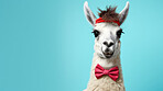 Llama wearing bow tie and headband on blue background. Creative marketing campaign concept