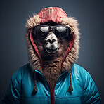 Llama in jacket and sunglasses on dark background. Creative marketing campaign concept