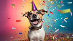 Portrait of a cute dog wearing a party hat for birthday celebration