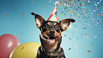 Portrait of a cute dog wearing a party hat for birthday celebration