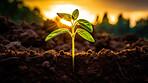 Seedling or young plant growing from the rich soil. Environmental and Farming