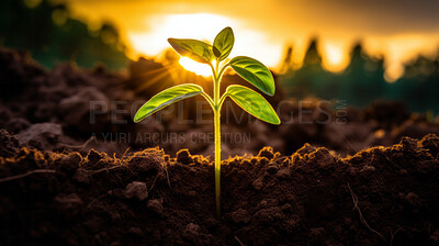 Seedling or young plant growing from the rich soil. Environmental and Farming