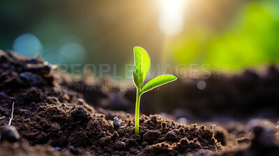 Seedling or young plant growing from the rich soil. Environmental and Farming