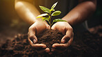 Close Up Plant in hands. Care of the Environment. Sustainability concept