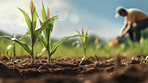 Field worker or Farmer checking health of plants and soil in the field. Farmer checks sprouts