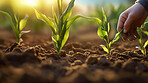 Field worker or Farmer checking health of plants and soil in the field. Farmer checks sprouts