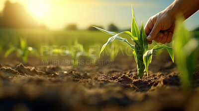 Field worker or Farmer checking health of plants and soil in the field. Farmer checks sprouts