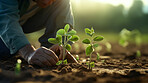 Field worker or Farmer checking health of plants and soil in the field. Farmer checks sprouts