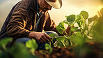 Field worker or Farmer checking health of plants and soil in the field. Farmer checks sprouts