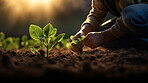 Field worker or Farmer checking health of plants and soil in the field. Farmer checks sprouts