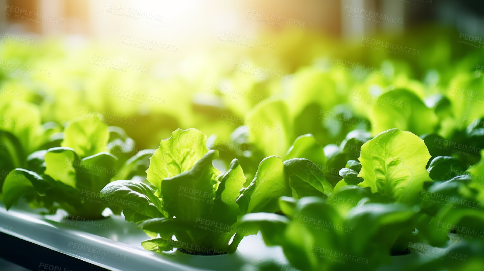 Buy stock photo Organic hydroponic vegetable farm. Close up green lettuce cultivate farm