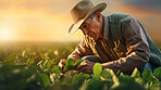 Field worker or Farmer checking health of plants and soil in the field. Farmer checks sprouts