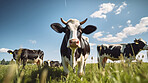 Herd of cows in a field. Livestock, sustainable and herd of cattle on a farm