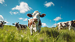 Herd of cows in a field. Livestock, sustainable and herd of cattle on a farm