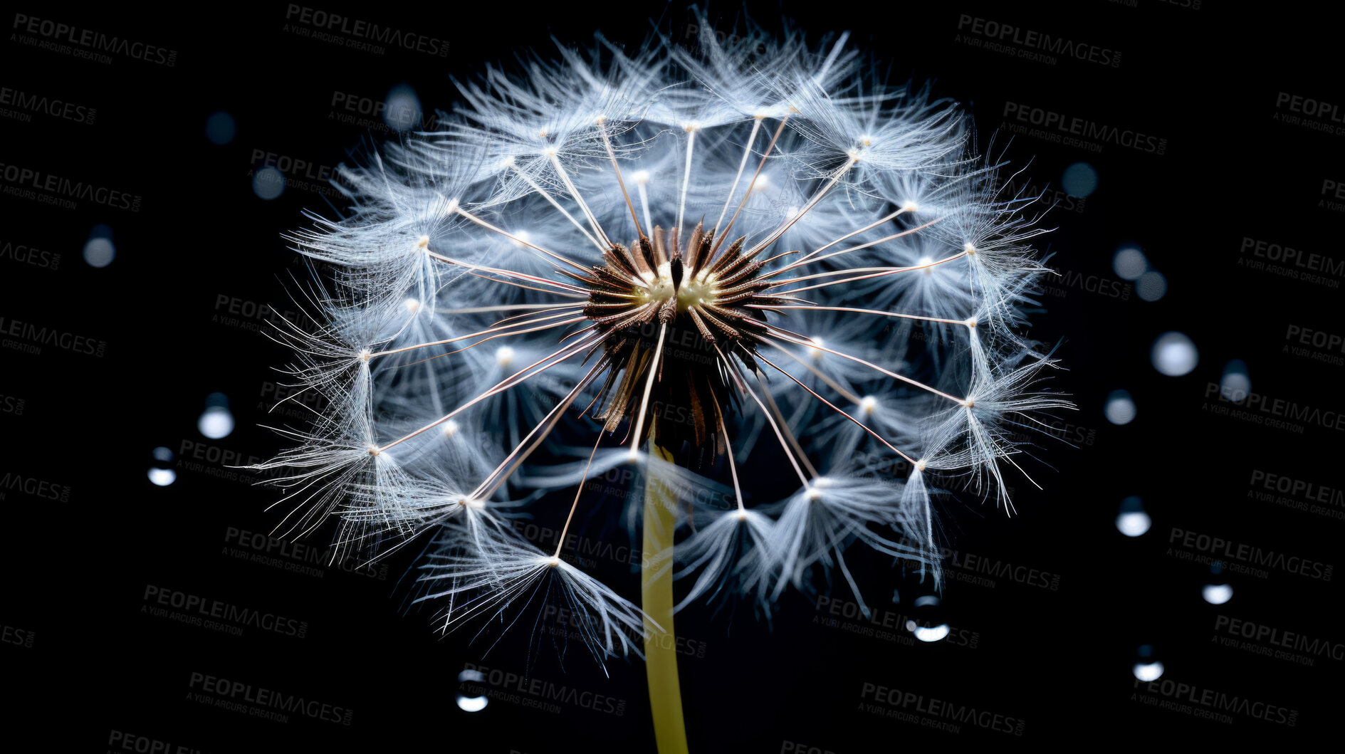 Buy stock photo Dandelion seeds blowing in the wind. Change, growth, movement and direction concept