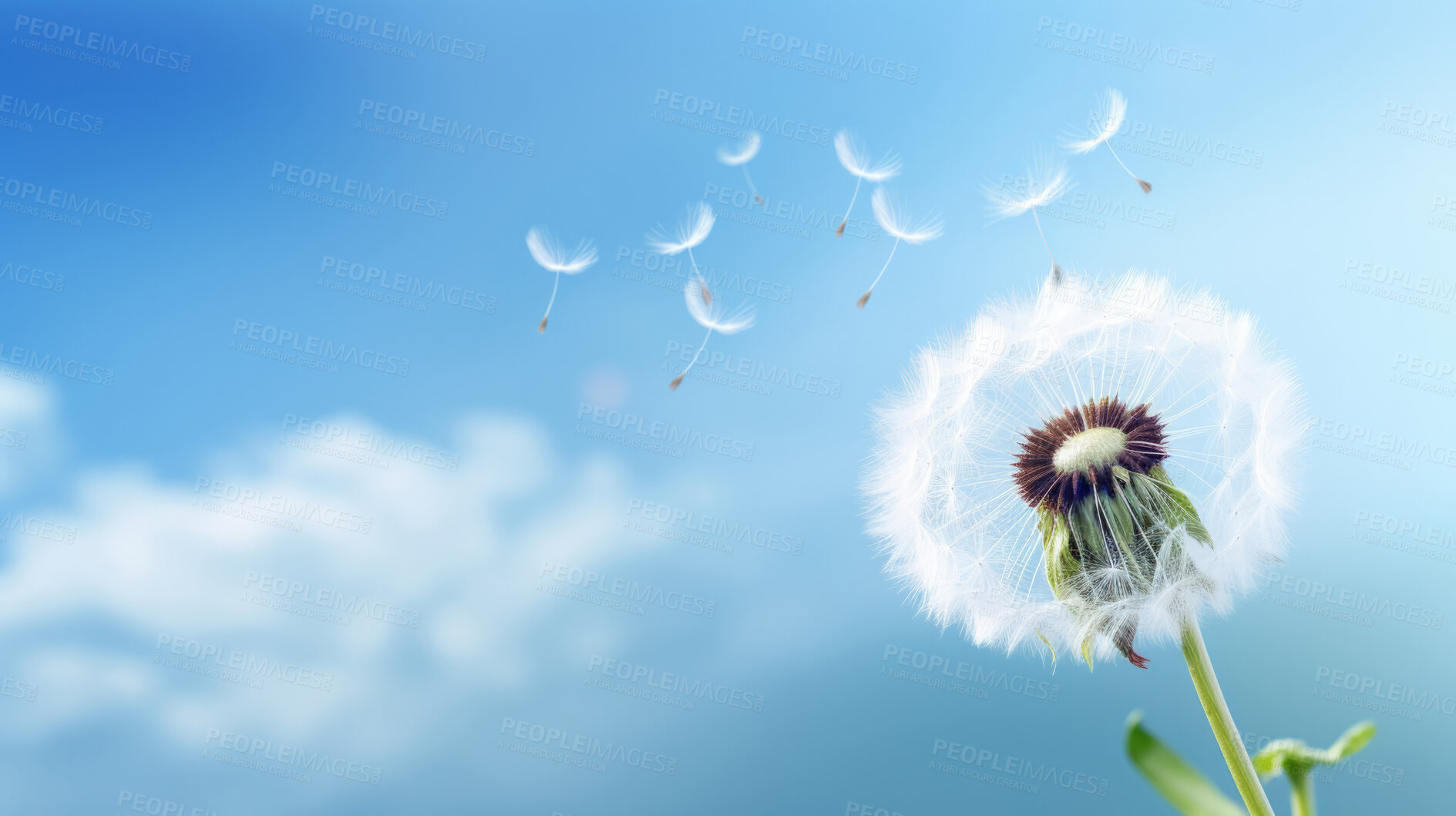 Buy stock photo Dandelion seeds blowing in the wind. Change, growth, movement and direction concept