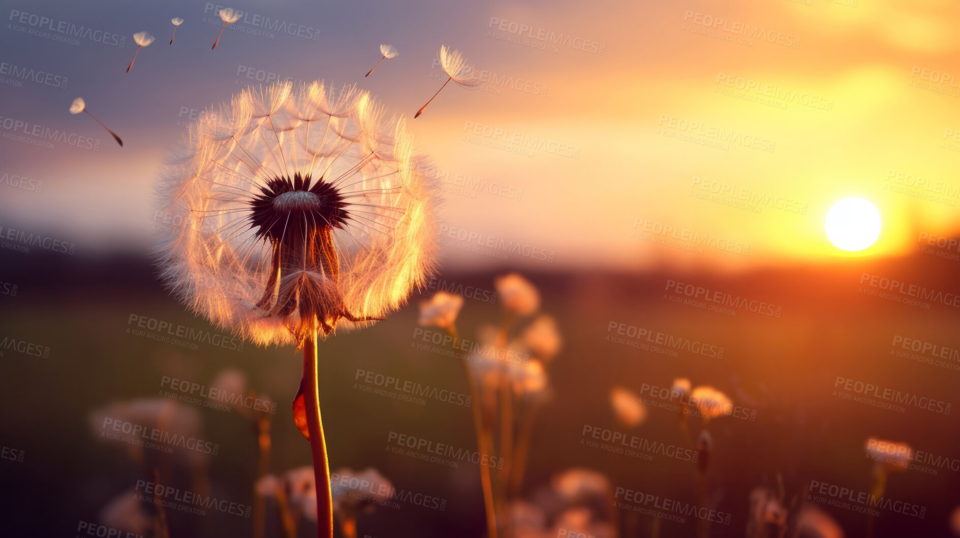 Buy stock photo Dandelion seeds blowing in the wind. Change, growth, movement and direction concept