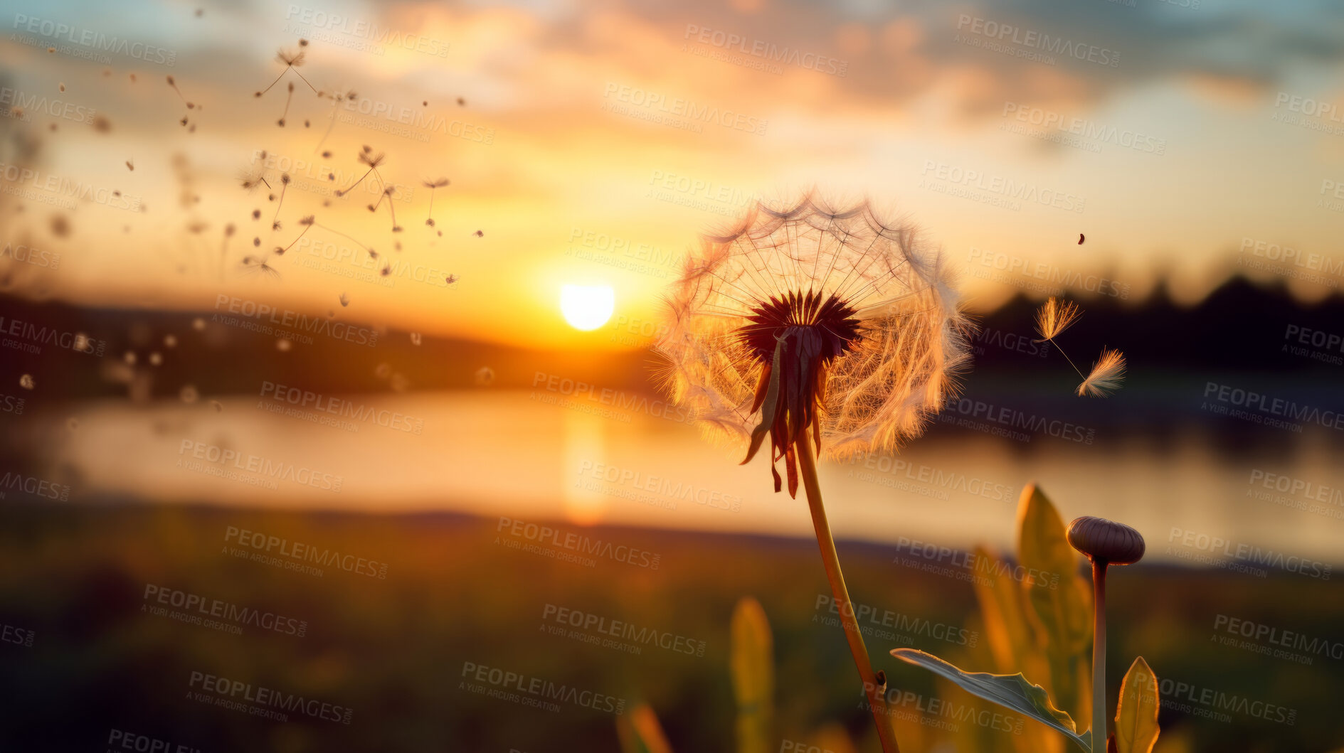 Buy stock photo Dandelion seeds blowing in the wind. Change, growth, movement and direction concept