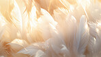 Closeup, white feathers background for peace, spirituality, religion and hope.