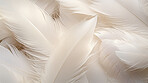 Closeup, white feathers background for peace, spirituality, religion and hope.