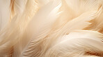 Closeup, white feathers background for peace, spirituality, religion and hope.