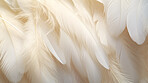 Closeup, white feathers background for peace, spirituality, religion and hope.