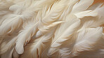 Closeup, white feathers background for peace, spirituality, religion and hope.