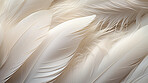 Closeup, white feathers background for peace, spirituality, religion and hope.