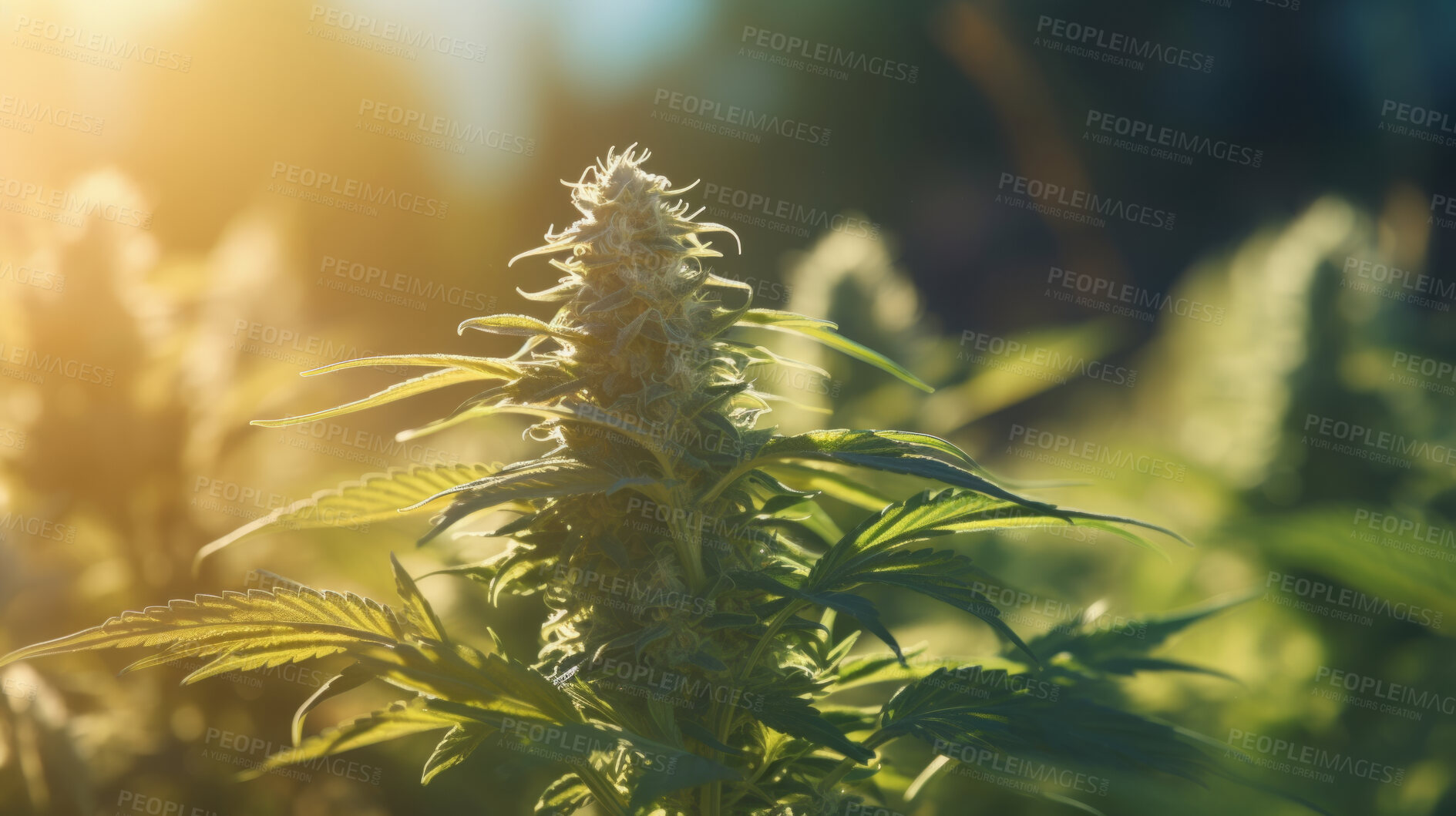 Buy stock photo Close up of cannabis plant blooms, prescription medical marijuana strain.