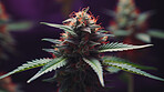 Close up of cannabis plant blooms, prescription medical marijuana strain.