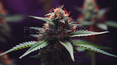 Buy stock photo Close up of cannabis plant blooms, prescription medical marijuana strain.