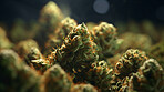 Close up of cannabis buds, prescription medical marijuana strain.