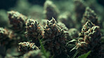 Close up of cannabis buds, prescription medical marijuana strain.