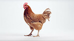 Full body of chicken hen standing isolated against a white background