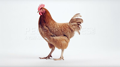 Buy stock photo Full body of chicken hen standing isolated against a white background