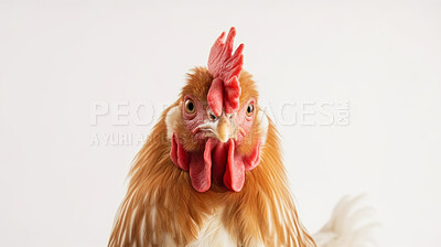 Buy stock photo Portrait of a chicken hen standing isolated against a white background