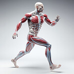 Human body in running motion. Medical education anatomy concept